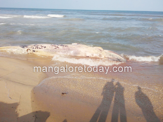 Another dead whale spotted; this time in Tannirbavi Beach 3